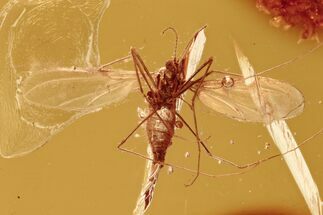 Fossil Gall Midge (Cecidomyiidae) w/ Spread Wings In Baltic Amber #294365