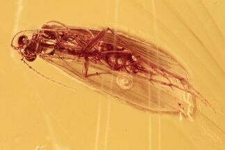 Detailed Fossil Caddisfly (Trichoptera) In Baltic Amber #294372