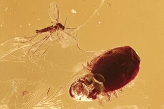 Fossil Fungus Gnat (Sciaridae) and Hairy Leaf in Baltic Amber #294373