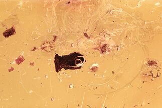 Six Fossil Springtails (Collembola) and Bark Fragment in Baltic Amber #294375