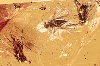 Four Detailed Fossil Flies and a Moth Fly In Baltic Amber #294376
