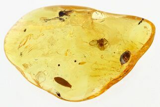 Fossil Moth Fly (Psychodidae) and Leaf In Baltic Amber #294382