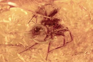 Detailed Fossil Spider (Araneae) In Baltic Amber #294387