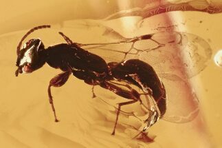 Detailed Fossil Wasp (Bethylidae) In Baltic Amber #294392