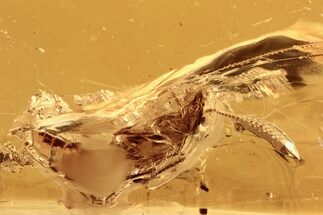Detailed Fossil Termite (Isoptera) In Baltic Amber #294393