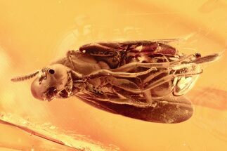Fossil Black Fly (Simuliidae) In Baltic Amber - Blood Feeding Female #294283