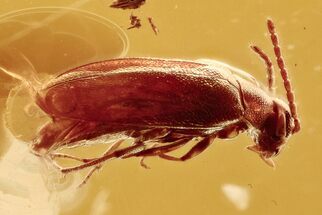 Detailed Fossil False Flower Beetle (Scraptiidae) in Baltic Amber #294294
