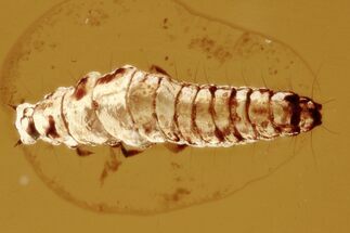 Fossil Beetle Larva (Coleoptera) in Baltic Amber #294295