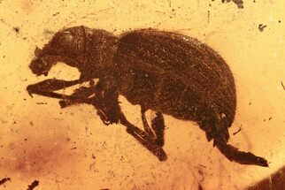 Fossil Broad-Nosed Weevil (Paonaupactus) In Baltic Amber - Rare! #294306