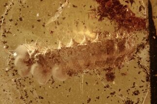 Detailed Fossil Checkered Beetle (Cleridae) Larva in Baltic Amber #294307