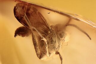 Fossil Parasitoid (Nightshade) Wasp (Evaniidae) In Baltic Amber #294319