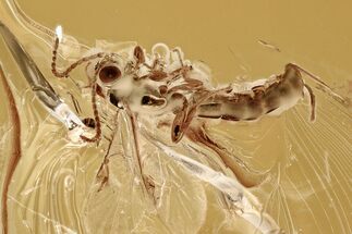 Detailed Fossil Ichneumon Wasp (Ichneumonidae) In Baltic Amber #294322