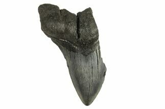 Bargain, Fossil Megalodon Tooth - South Carolina #294426