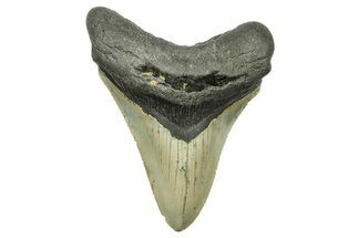 Serrated, Fossil Megalodon Tooth - North Carolina #294473