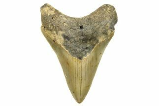 Serrated, Fossil Megalodon Tooth - North Carolina #294487