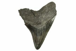 Serrated, Fossil Megalodon Tooth - South Carolina #294405