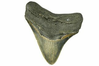 Serrated, Fossil Megalodon Tooth - North Carolina #294491