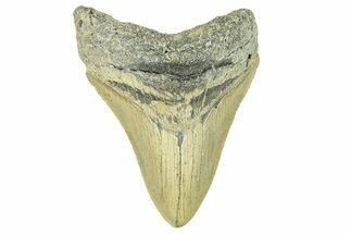 Serrated, Fossil Megalodon Tooth - North Carolina #294495