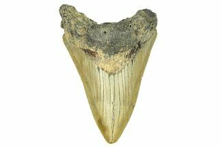 Serrated, Fossil Megalodon Tooth - North Carolina #294496