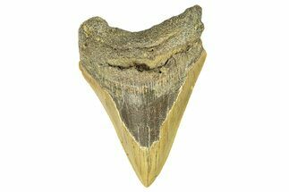 Bargain, Fossil Megalodon Tooth - Serrated Blade #294499