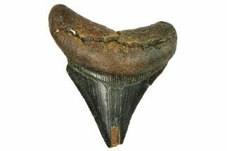 Serrated, Fossil Megalodon Tooth - North Carolina #294512