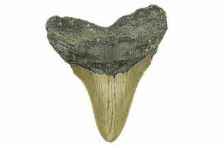 Serrated, Fossil Megalodon Tooth - North Carolina #294521