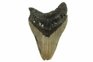 Bargain, Fossil Megalodon Tooth - Serrated Blade #294524