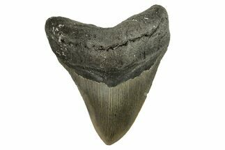 Serrated, Fossil Megalodon Tooth - North Carolina #294533