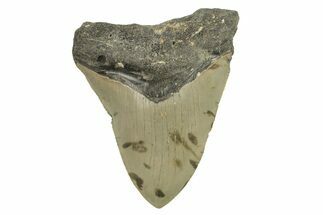 Fossil Megalodon Tooth - North Carolina #294535