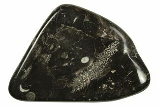 Polished Devonian Fossil Coral and Bryozoan Plate - Morocco #290335