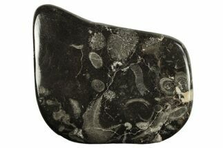 Polished Devonian Fossil Coral and Bryozoan Plate - Morocco #290344