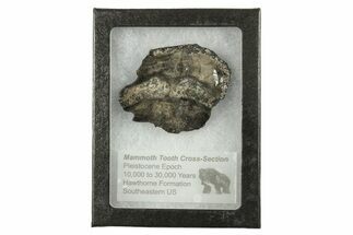 Mammoth Molar Slice With Case - South Carolina #291251