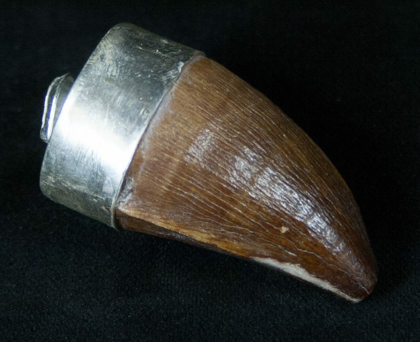 mosasaur tooth fossil