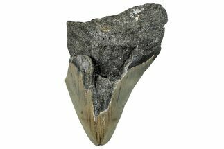 Bargain, Fossil Megalodon Tooth - North Carolina #294689