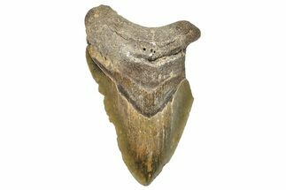 Partial, Fossil Megalodon Tooth - Serrated Blade #294695