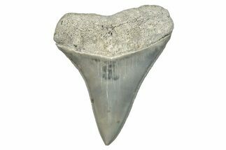 Fossil Mako Tooth - Lee Creek (Aurora), NC #294733
