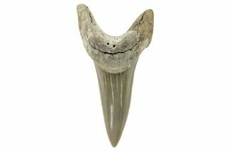 Fossil Shortfin Mako Tooth - Lee Creek (Aurora), NC #294740