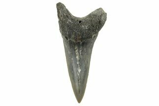 Fossil Shortfin Mako Tooth - Lee Creek (Aurora), NC #294745