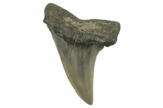 Fossil Mako Tooth - Lee Creek (Aurora), NC #294750