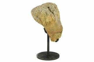 Fossil Thescelosaur Vertebra Section w/ Metal Stand -South Dakota #294781