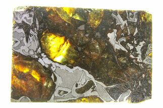 Polished Admire Pallasite Meteorite ( g) Slice - Kansas #294851
