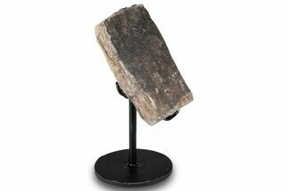 Fossil Sauropod Rib Section w/ Metal Stand - Colorado #294841