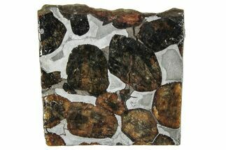 Polished Sericho Pallasite Meteorite ( g) Slice - Kenya #294858