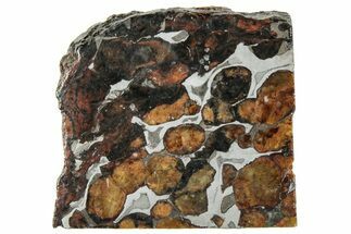 Polished Sericho Pallasite Meteorite ( g) Slice - Kenya #294866
