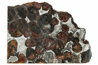 Polished Sericho Pallasite Meteorite ( g) Slice - Kenya #294875