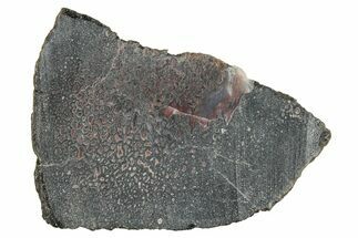 Dinosaur Bone (Gembone) Slice - Colorado #286444