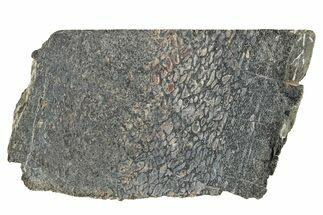 Dinosaur Bone (Gembone) Slice - Colorado #286446