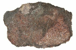 Dinosaur Bone (Gembone) Slice - Colorado #286453