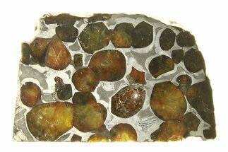 Polished Sericho Pallasite Meteorite ( g) Slice - Kenya #294889