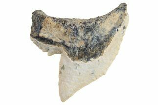 Fossil Tiger Shark (Galeocerdo) Tooth - Bone Valley, Florida #294771